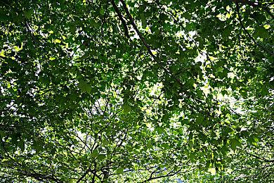 《Maple Forest》双倍众筹目标达成 致敬经典塞尔达传说