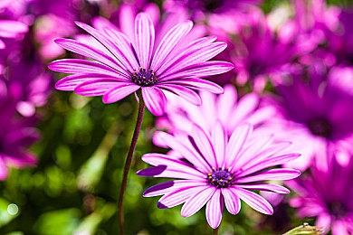 《艾尔登法环》战士和囚徒职业截图 囚徒戴铁面具